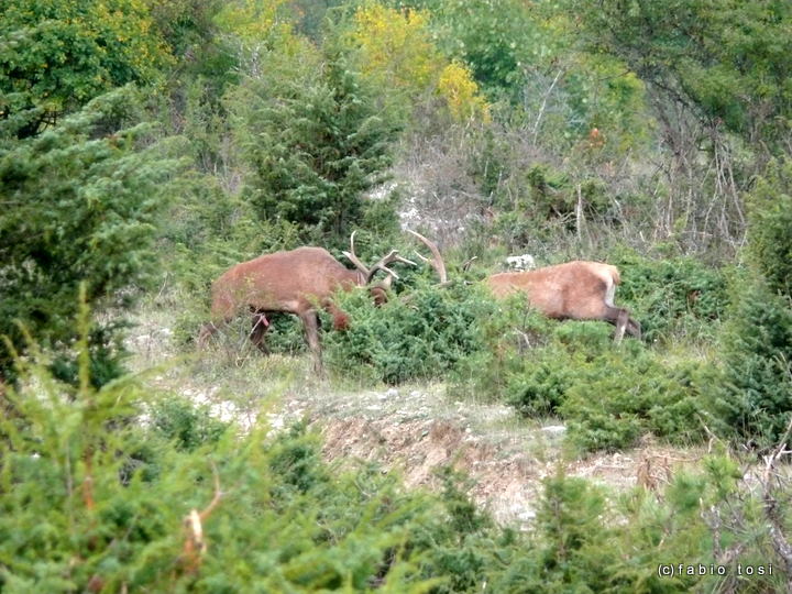 Alla corte di Sua Maest l''Unicorno - (fotoracconto fantasy)
